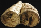 Fossielen_1