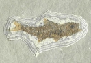 Fossielen_1