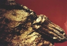 Fossielen_1