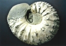 Fossielen_2