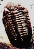 Fossielen_2