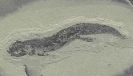 Fossielen_5
