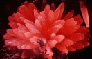 Mineralen_5