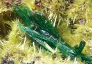 Mineralen_8